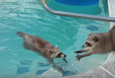 Critters in the swimming pool